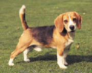 beagles.jpg