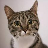 cat.jpg