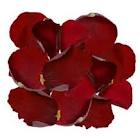 petals.jpg